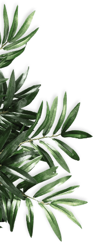 Finoit Green Plant